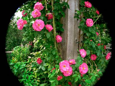 Pink flowers outside