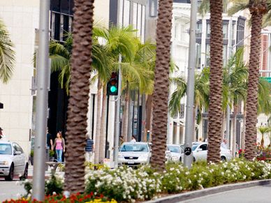 Rodeo Drive plants
