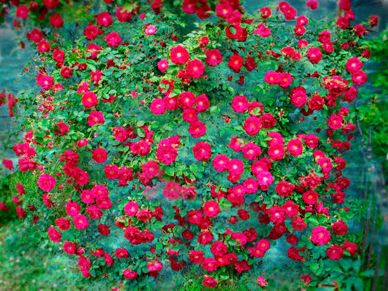 Red flowers outside