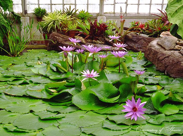 San Francisco Conservatory of Flowers