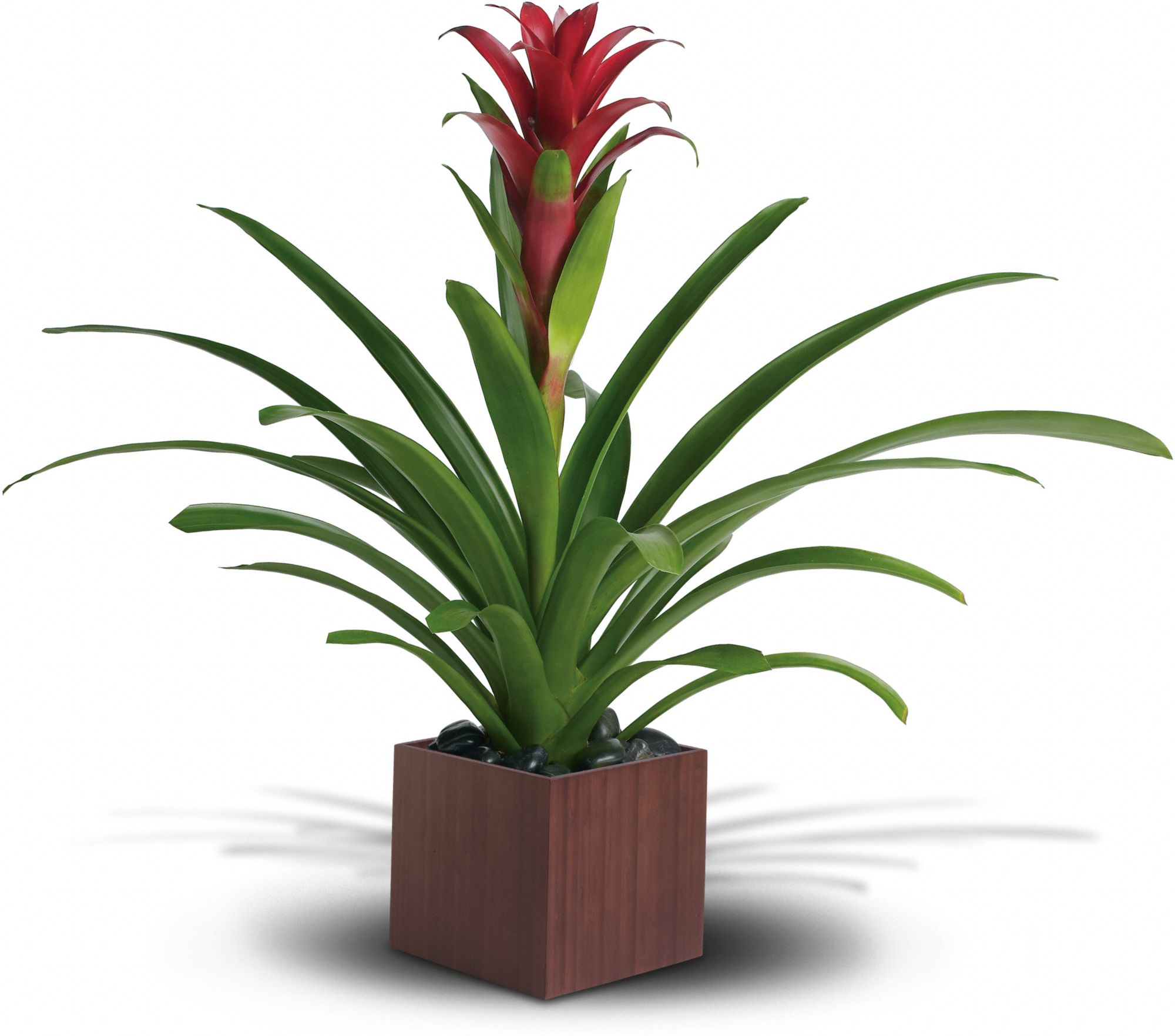 Teleflora's Bromeliad Beauty Plants