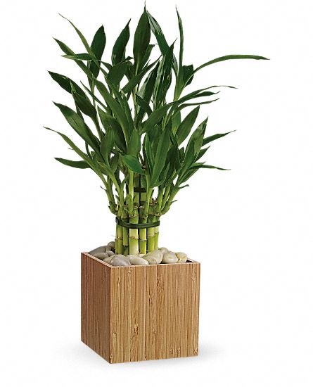 Bamboo plant