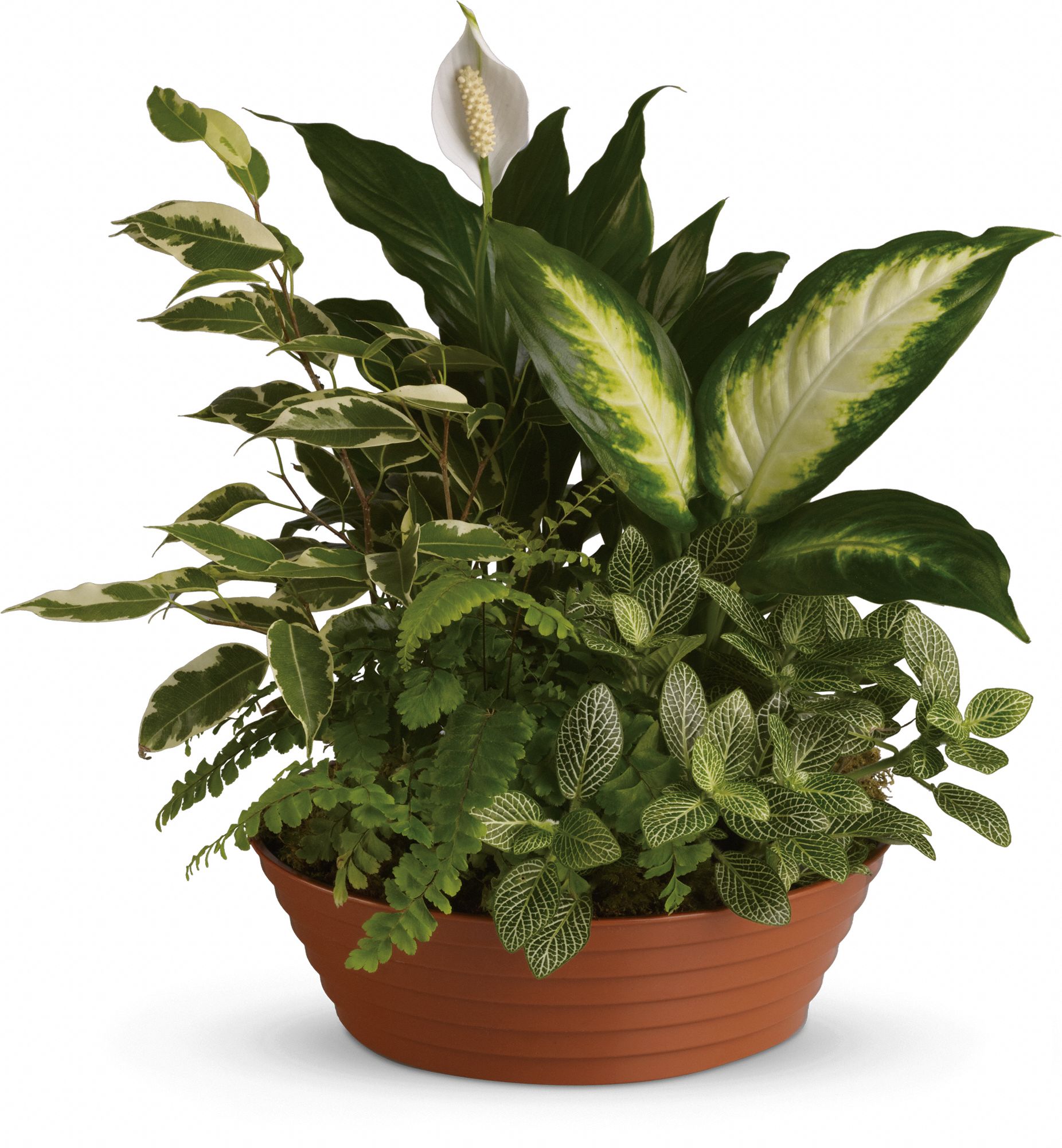 Serene Retreat Plants
