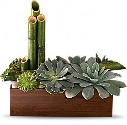 Peaceful Zen Garden succulents