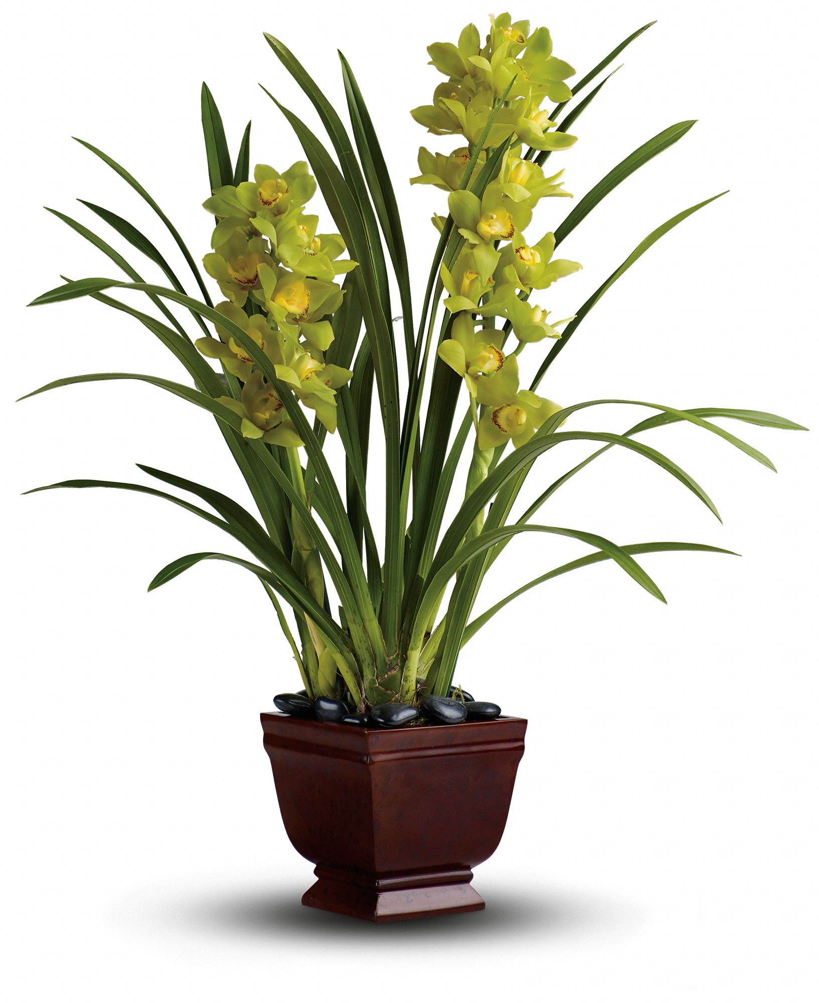 Teleflora's Splendid Orchids Plants