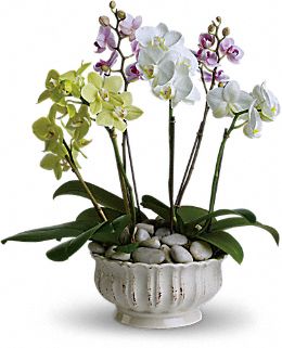 Orchid plants