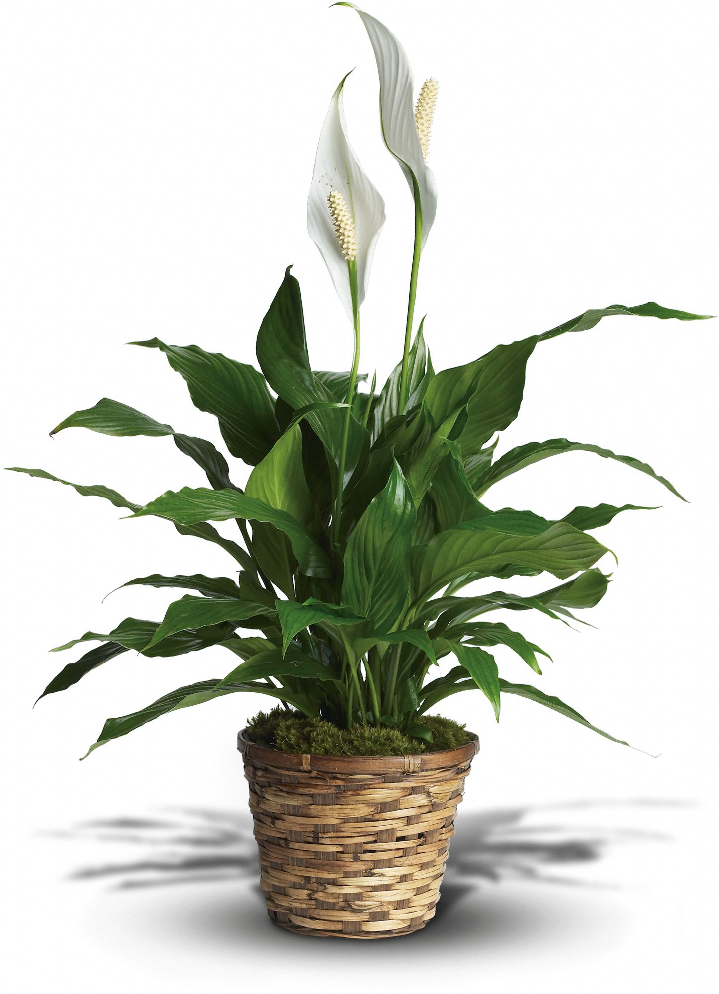 Simply Elegant Spathiphyllum - Small Plants