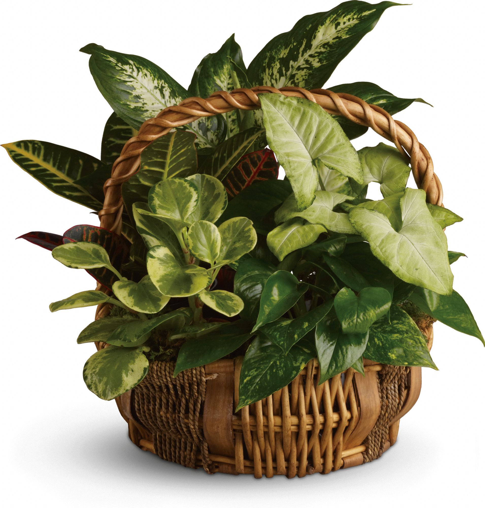 Emerald Garden Basket Plants