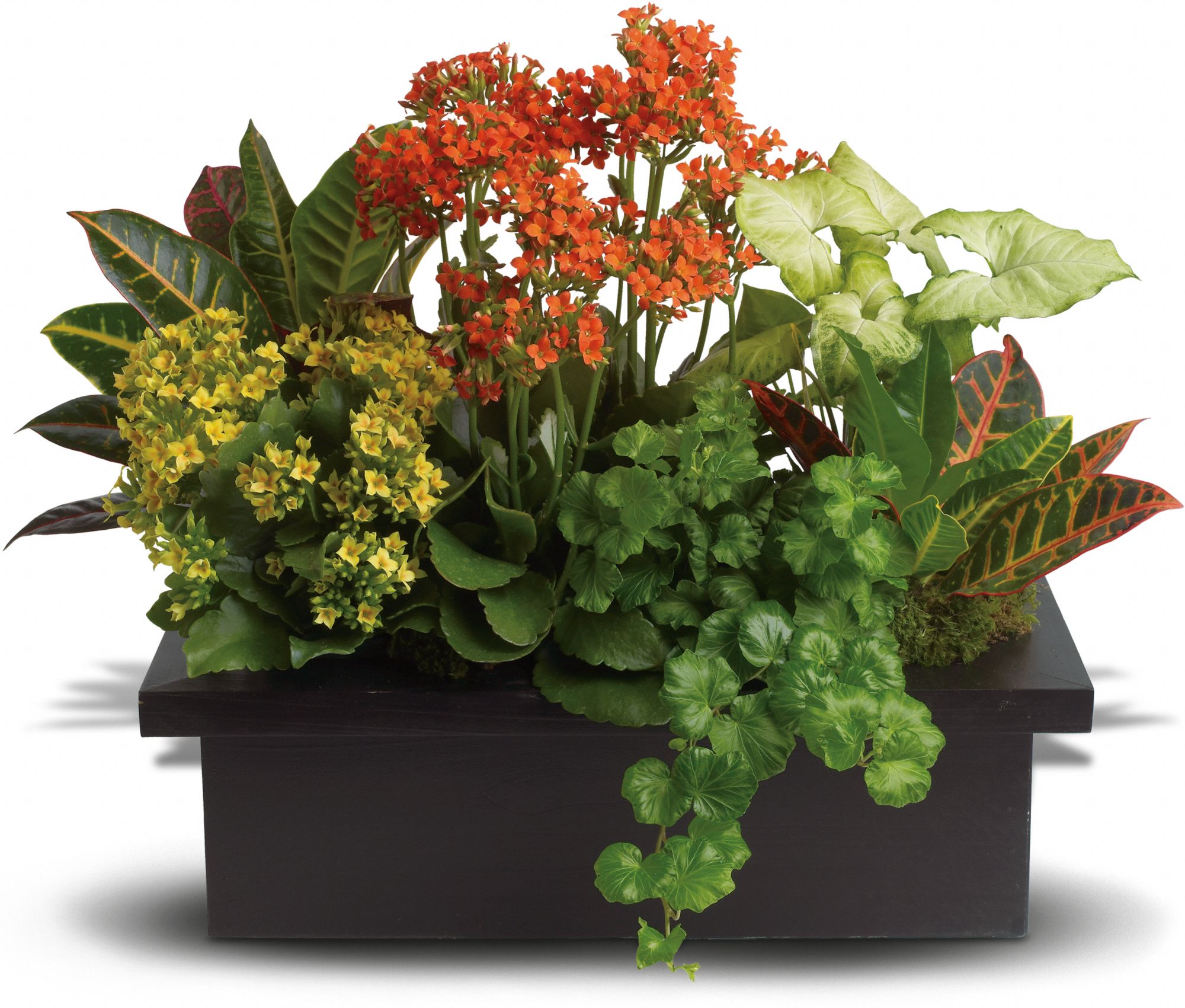 Stylish Plant Assortment Plants