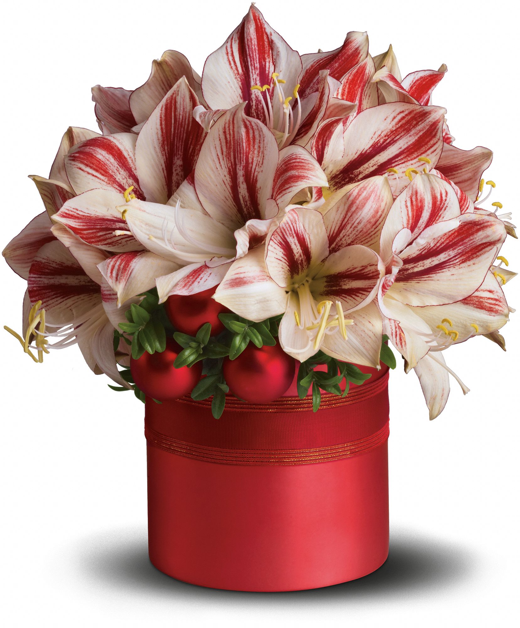 Teleflora's Peppermint Amaryllis Flowers