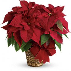 Red poinsettia plant in basket