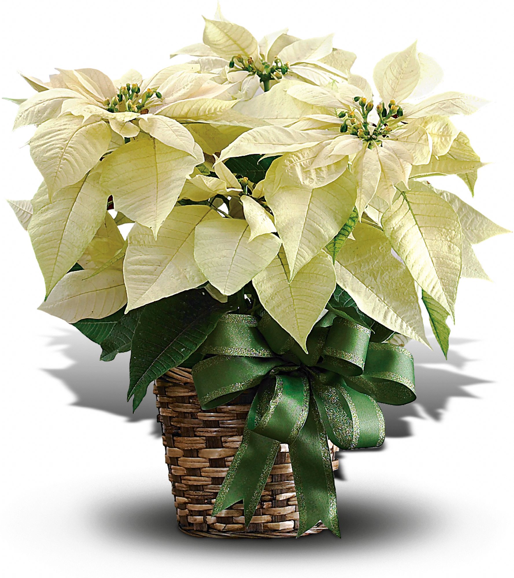 White Poinsettia Plants
