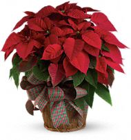 Poinsettia Plant