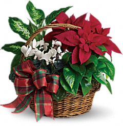 Holiday Homecoming Basket of Plants