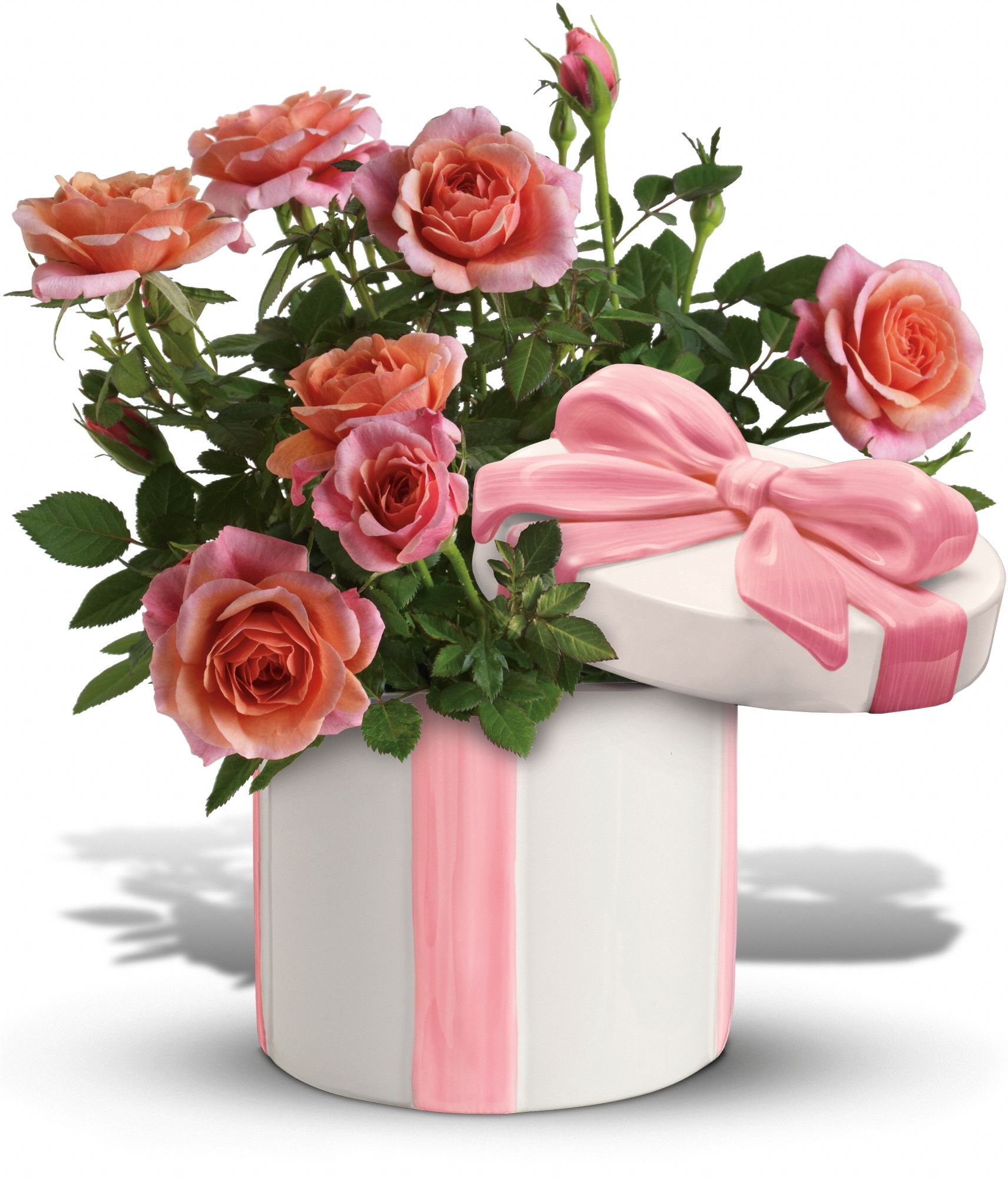 Teleflora's Rose Garden Plants
