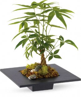 Money Tree plant