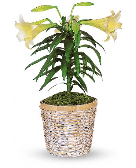 Easter Lily Plant