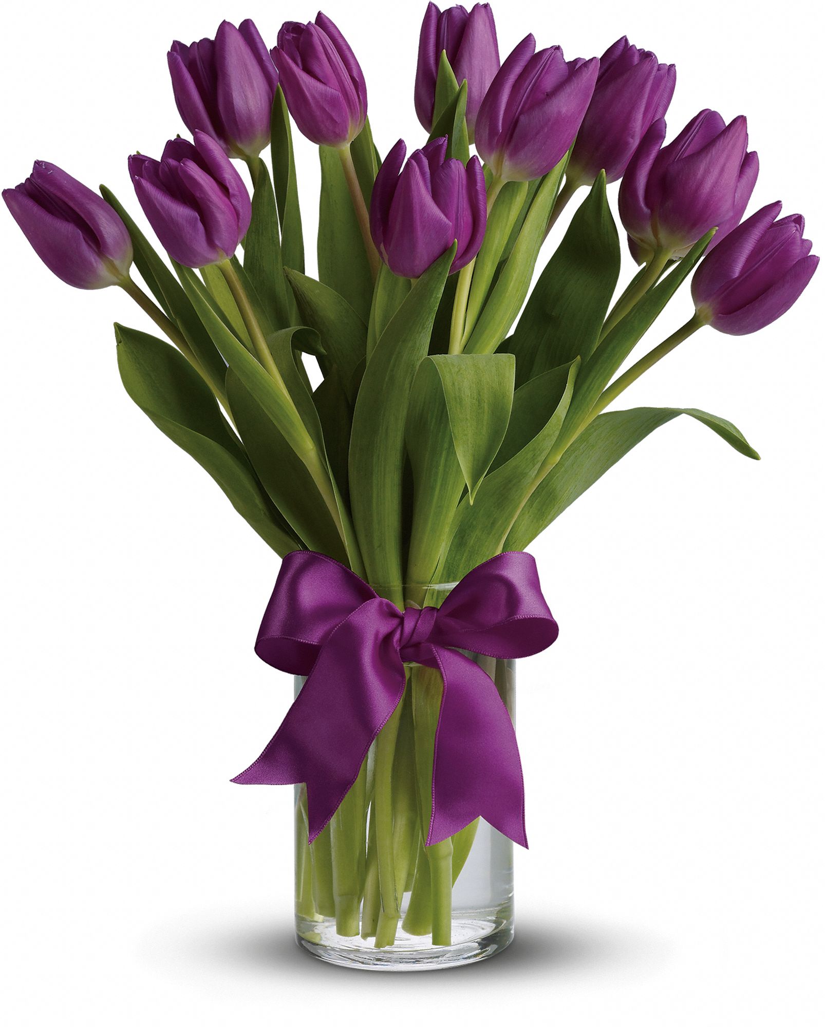 Passionate Purple Tulips Flowers