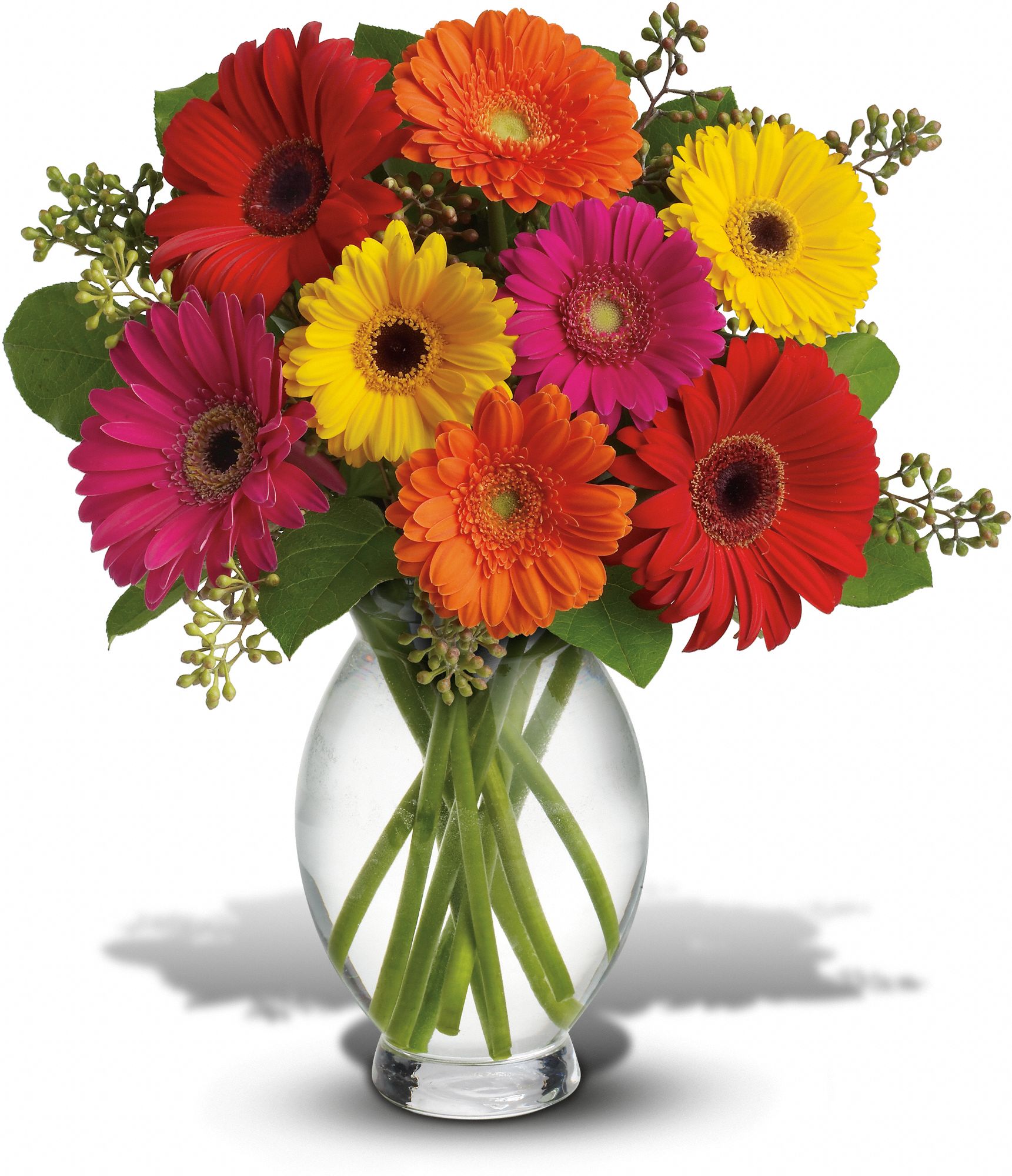 Teleflora's Gerbera Brights Flowers