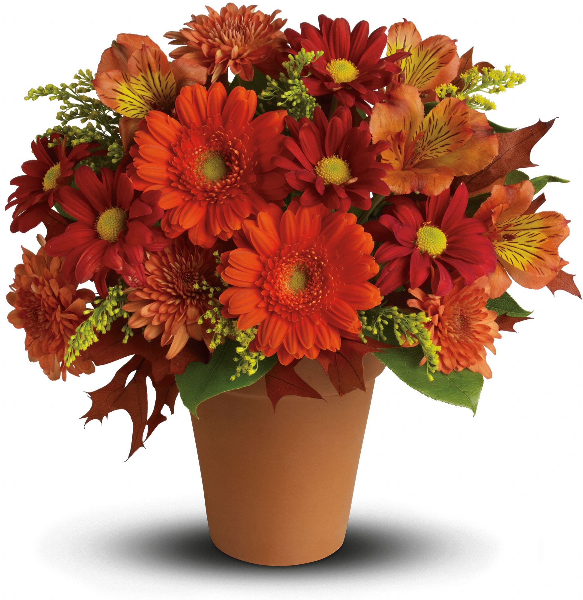 Golden Glow Flowers