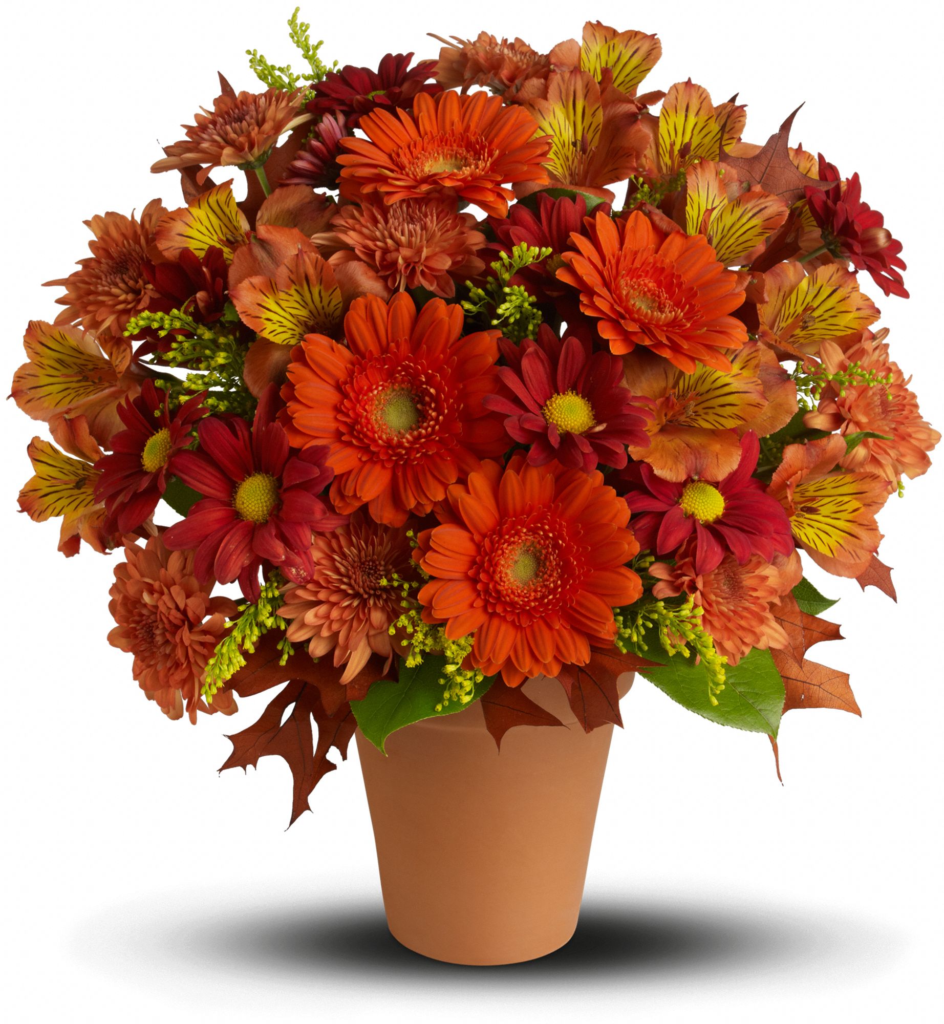 Golden Glow Flowers