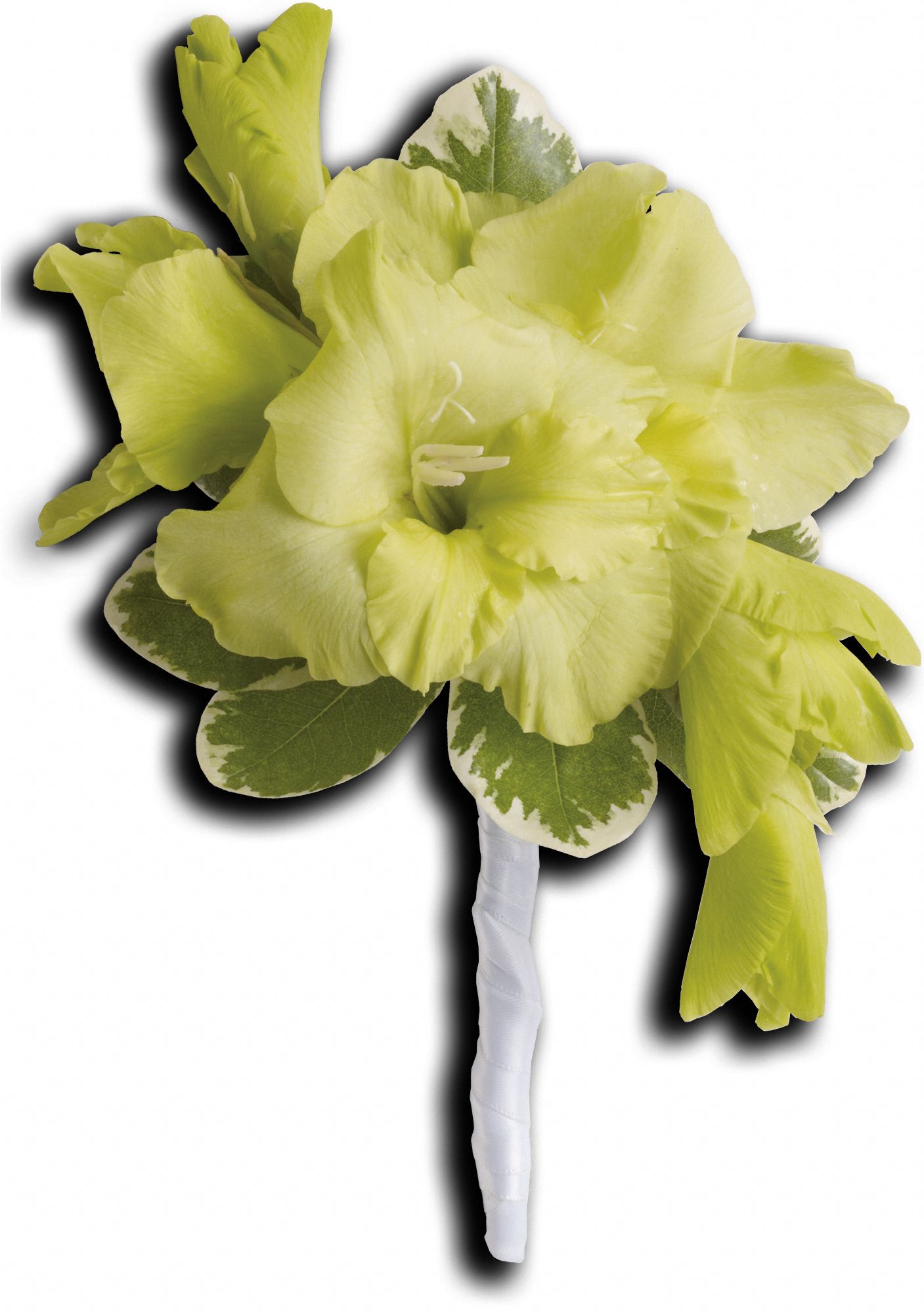 Grand Gladiolus Boutonniere Flowers
