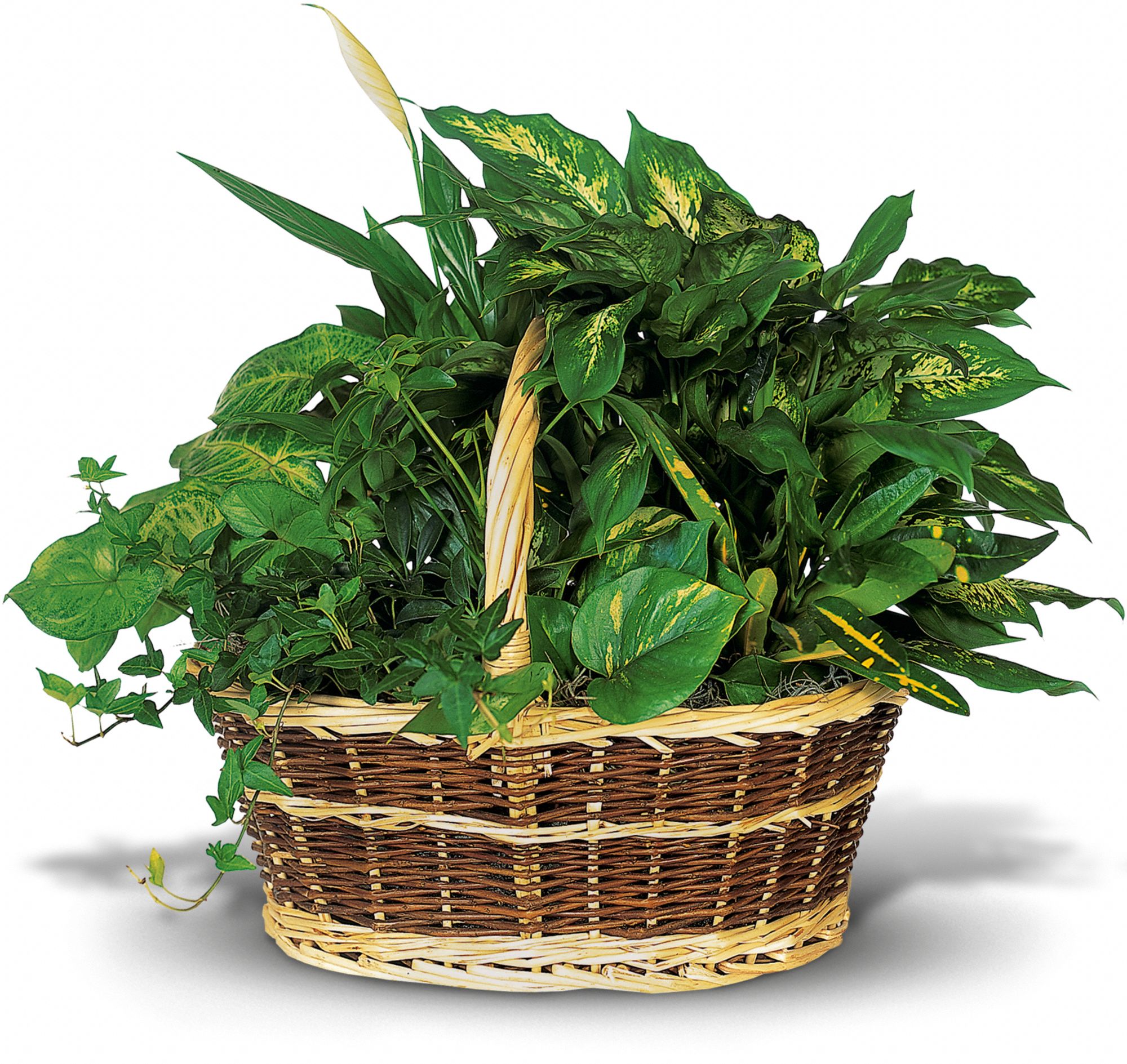 Large Basket Garden Plants