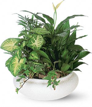 Dish Garden of Plants