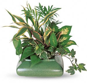 Small Dish Garden of Plants