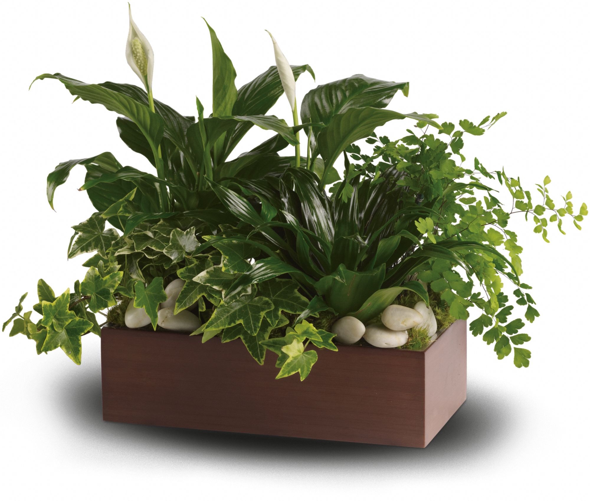 Teleflora's Quiet Expressions Plants