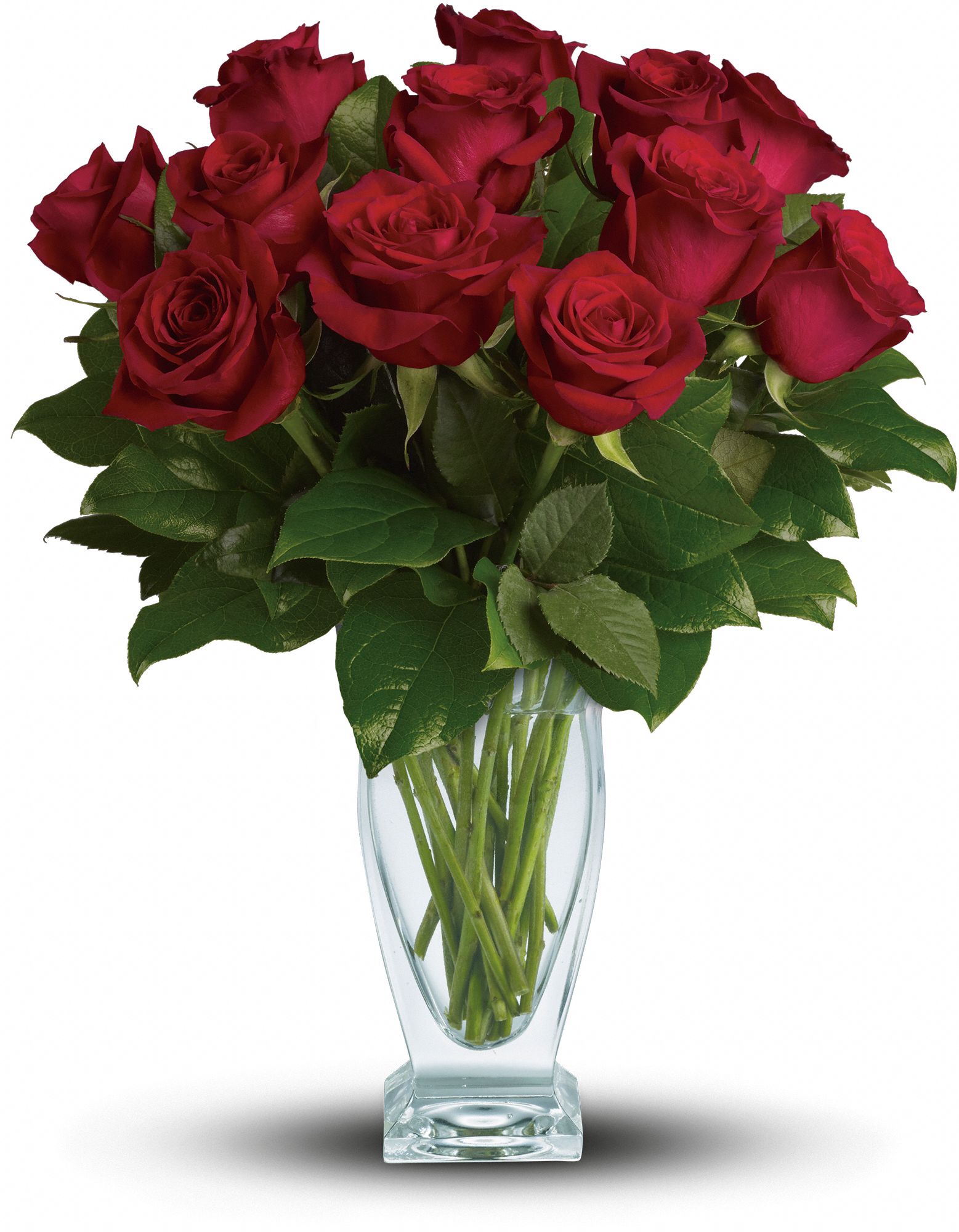 Teleflora's Rose Classique - Dozen Red Roses Flowers