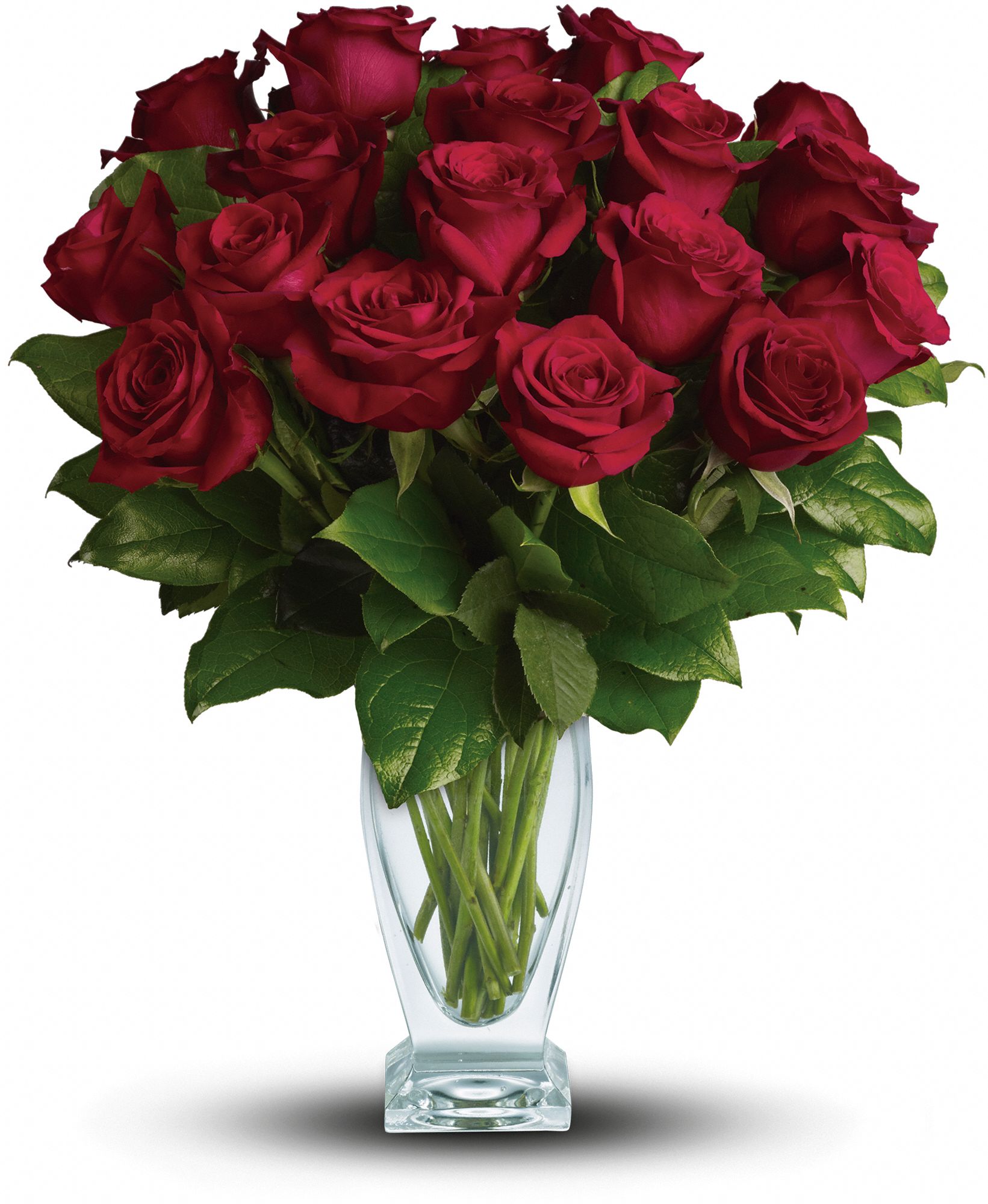Rose Classique - Dozen Red Roses Flowers