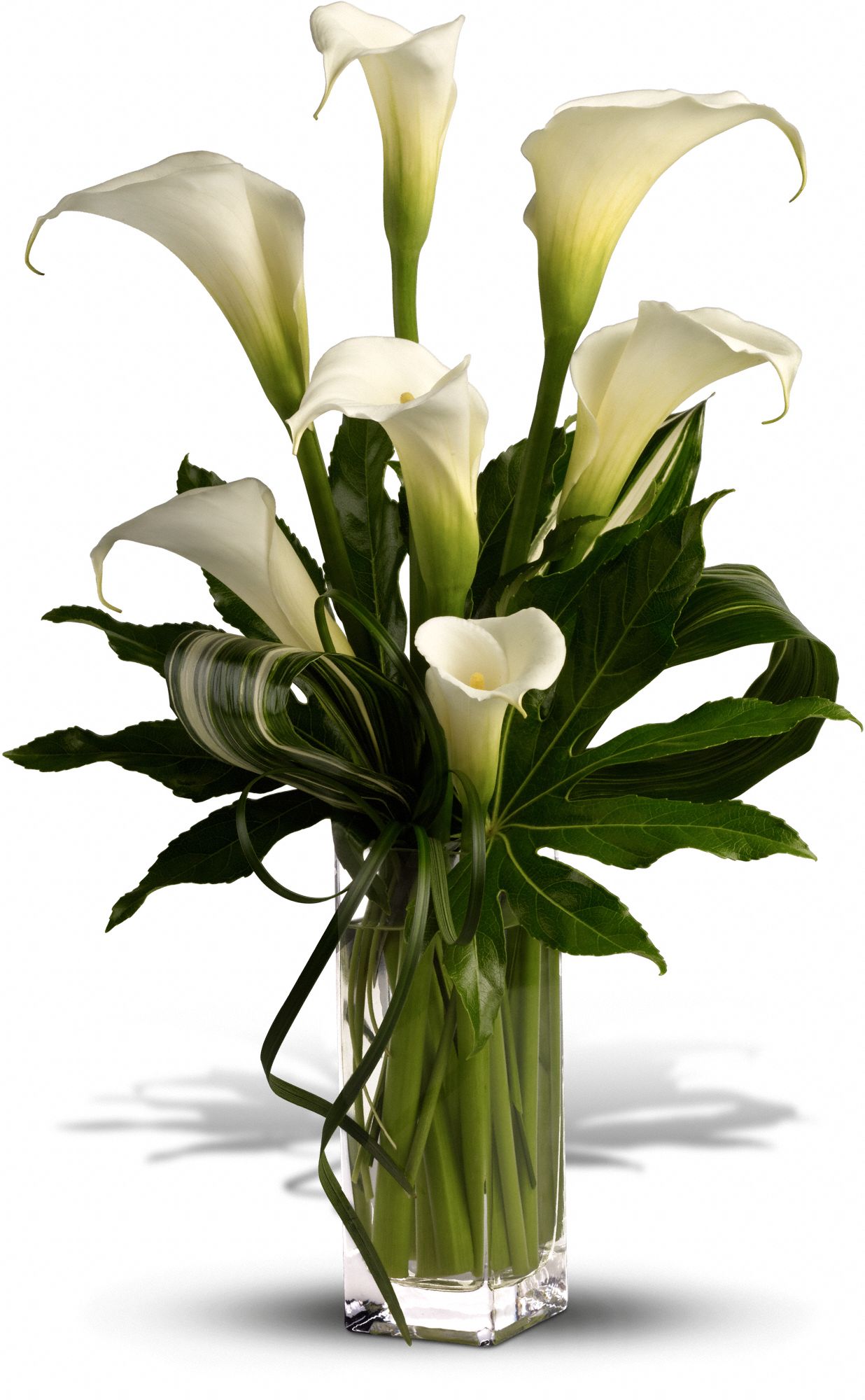My Fair Lady by Teleflora Flowers