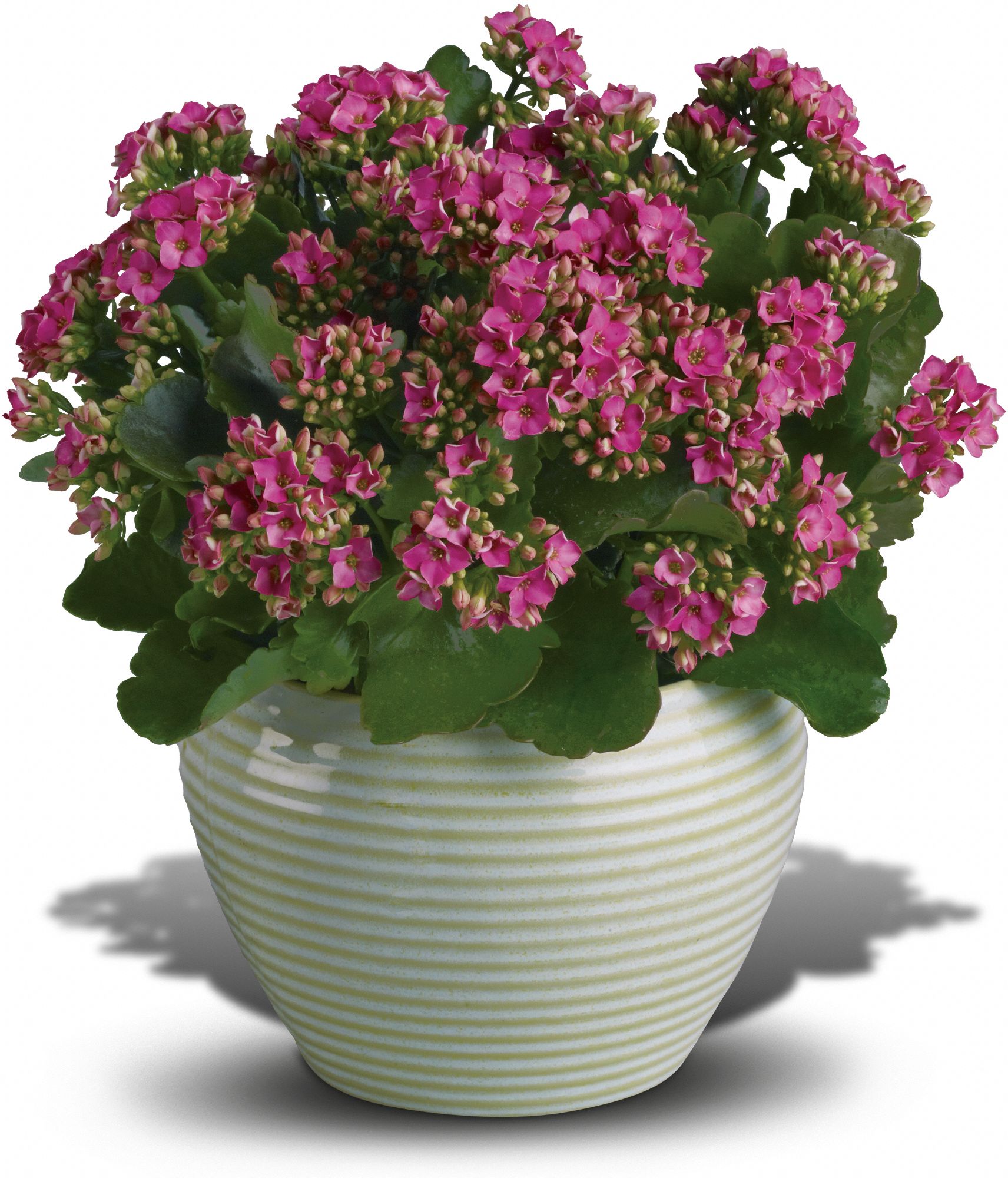 Bountiful Kalanchoe Plants