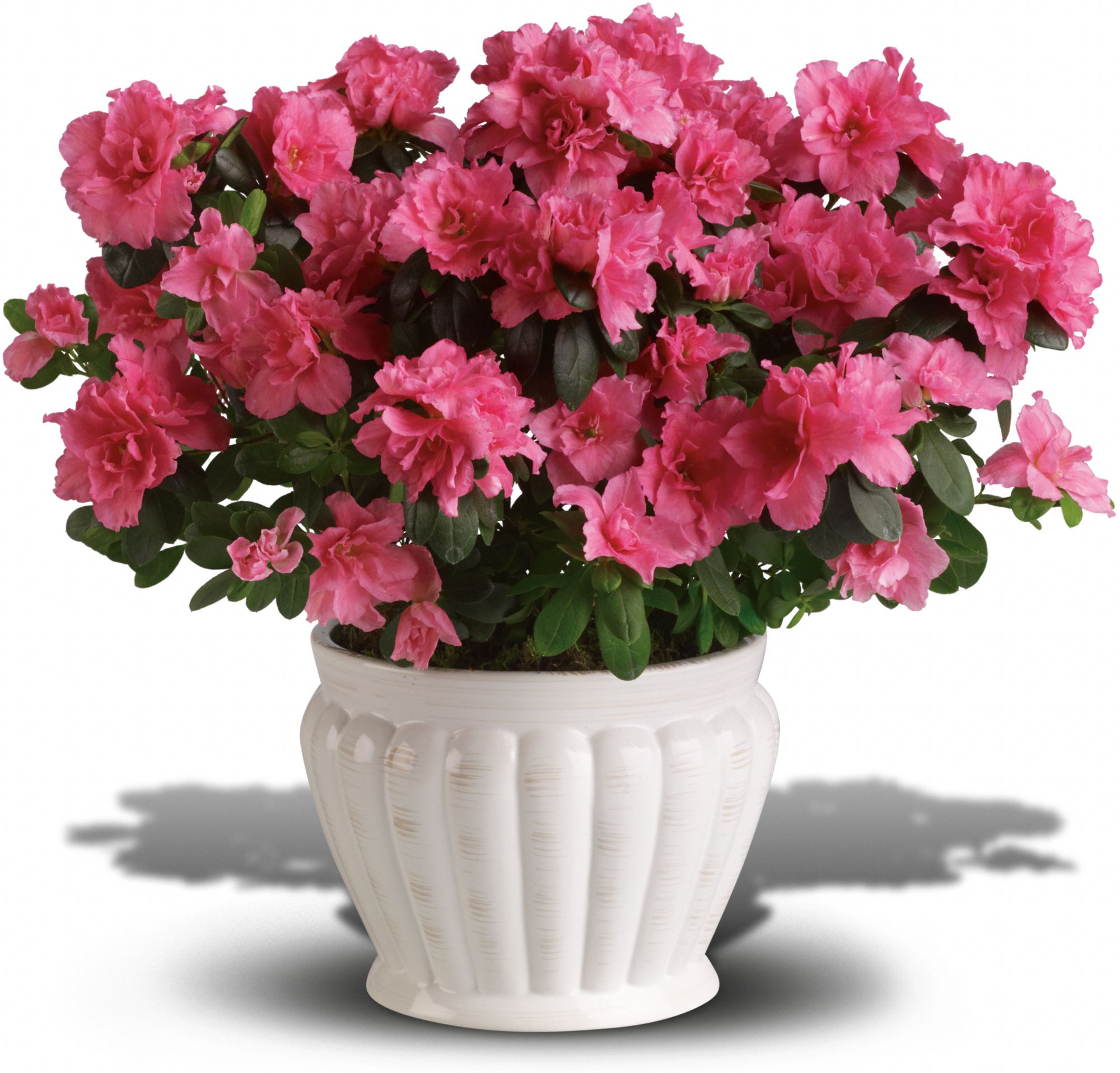 Indoor Azalea Care Tips - Planting, Growing, Pruning Azaleas