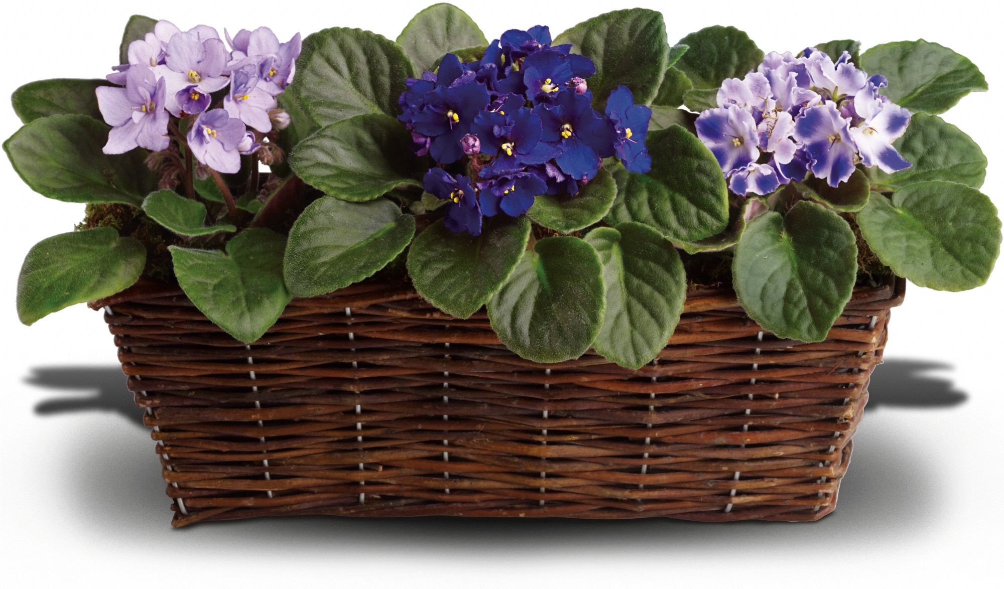Sweet Violet Trio Plants
