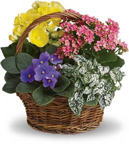 Spring Has Sprung Basket of Plants