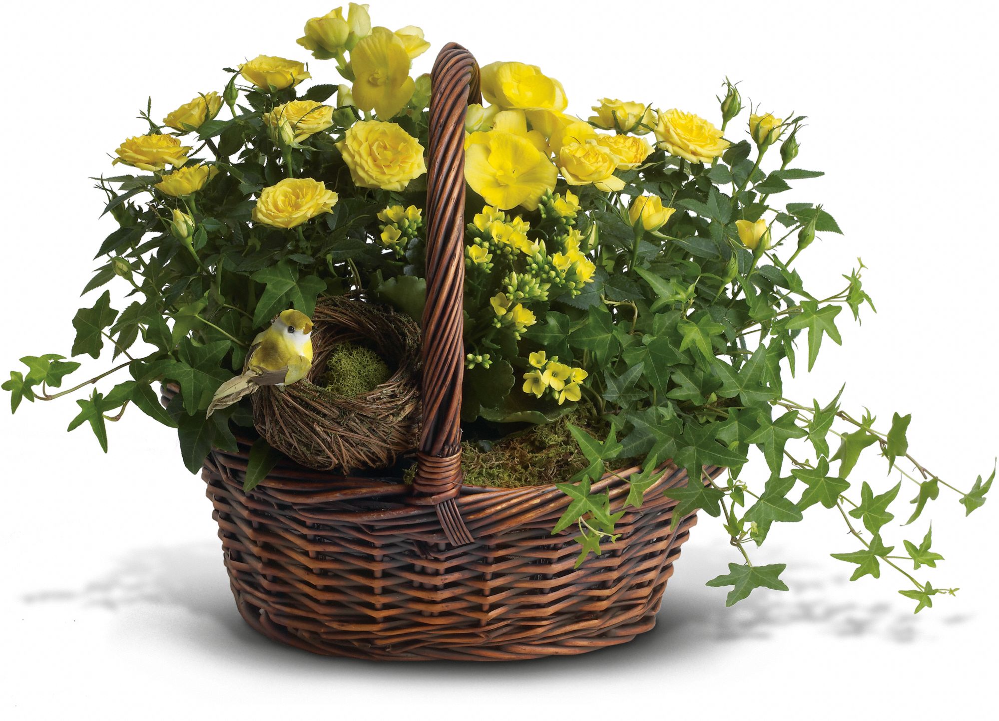 Yellow Trio Basket Plants