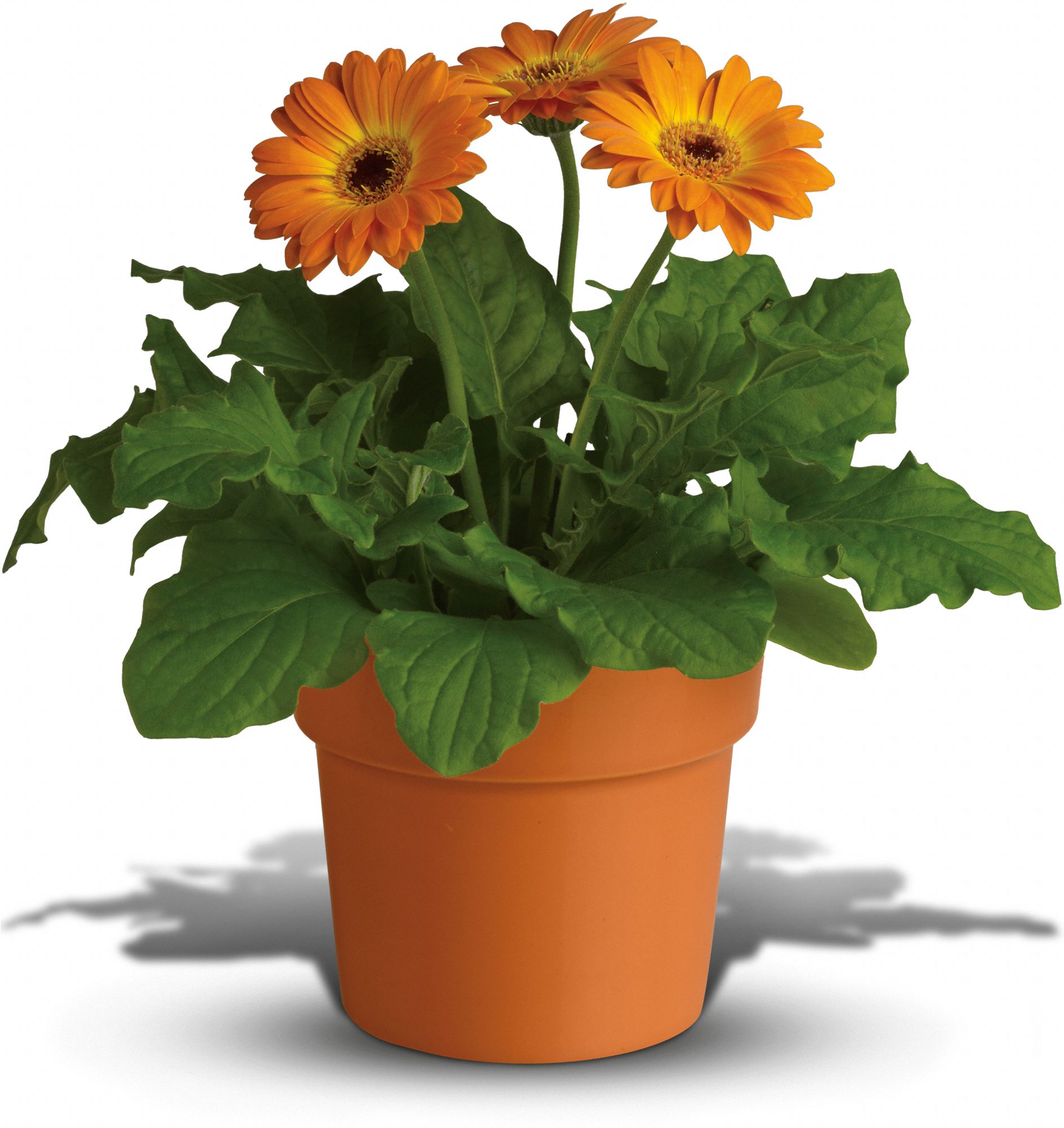 Rainbow Rays Potted Gerbera - Orange Plants