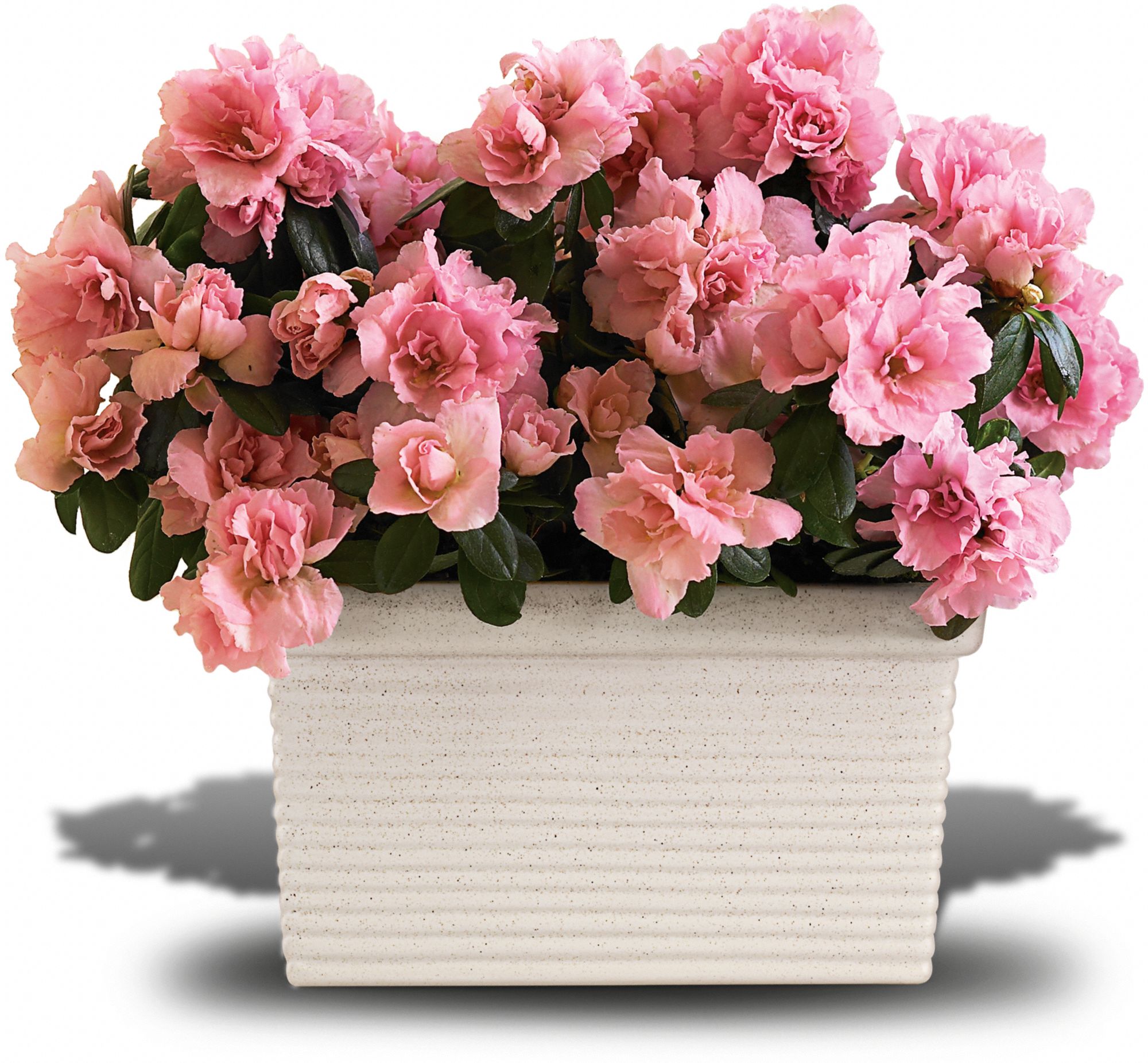 Sweet Azalea Delight Plants
