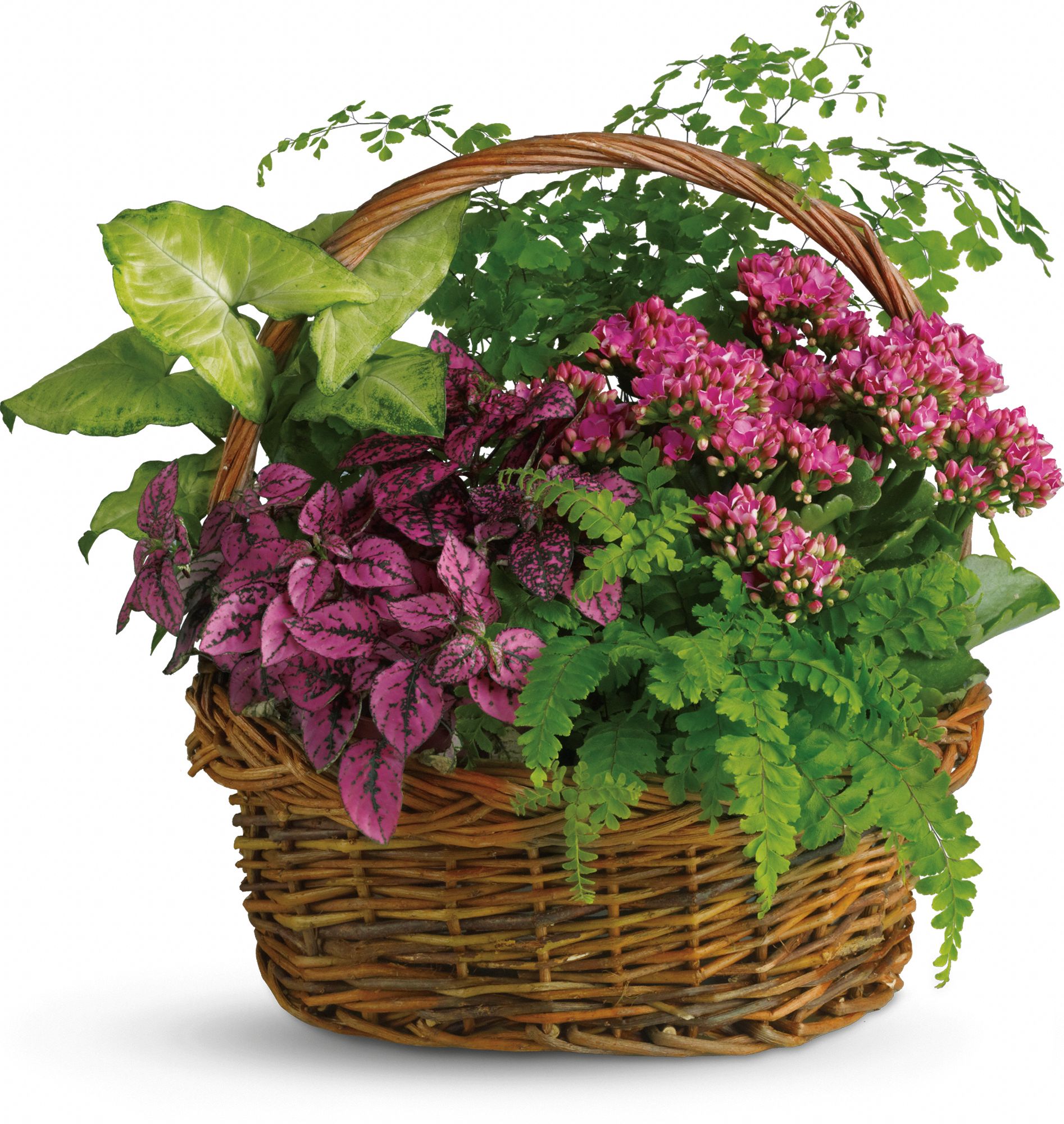 Secret Garden Basket Plants