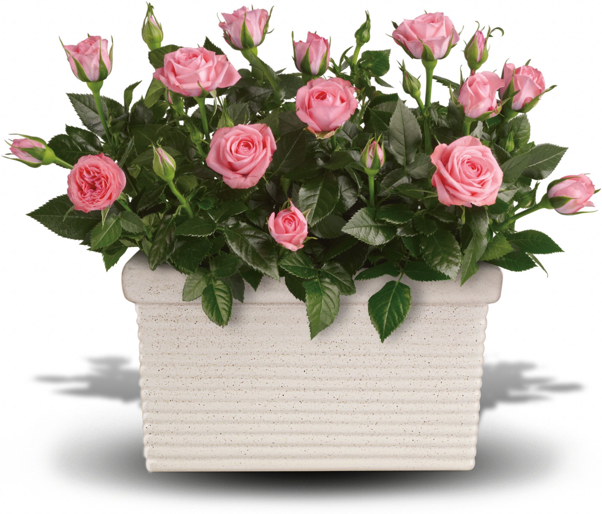 Rose Repose Plants