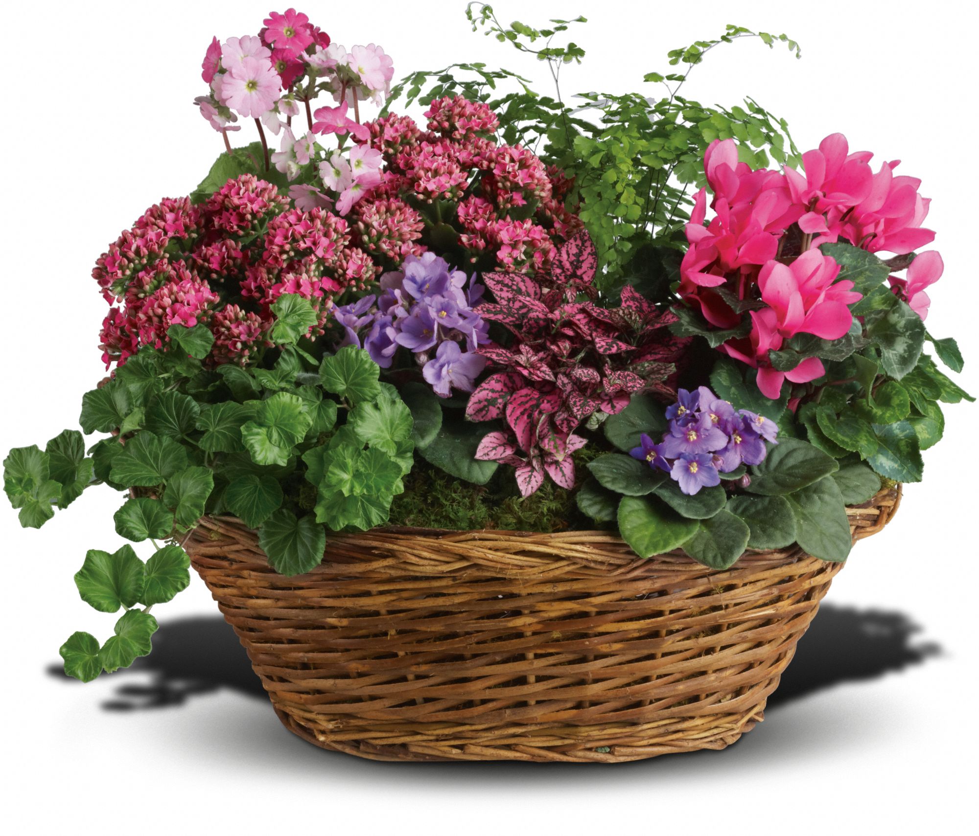 Simply Chic Mixed Plant Basket Plants