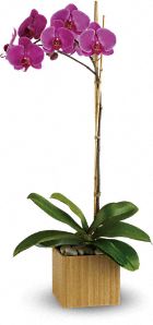 Imperial Orchid Plant