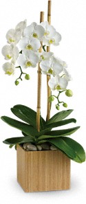 Teleflora's Opulent Orchids