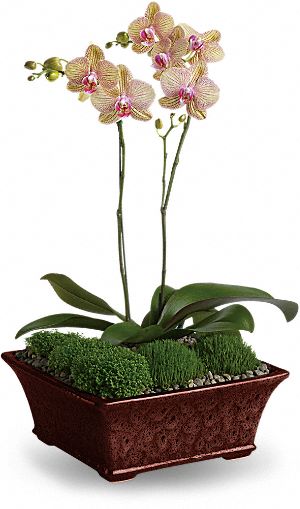 Divine Orchid Bouquet