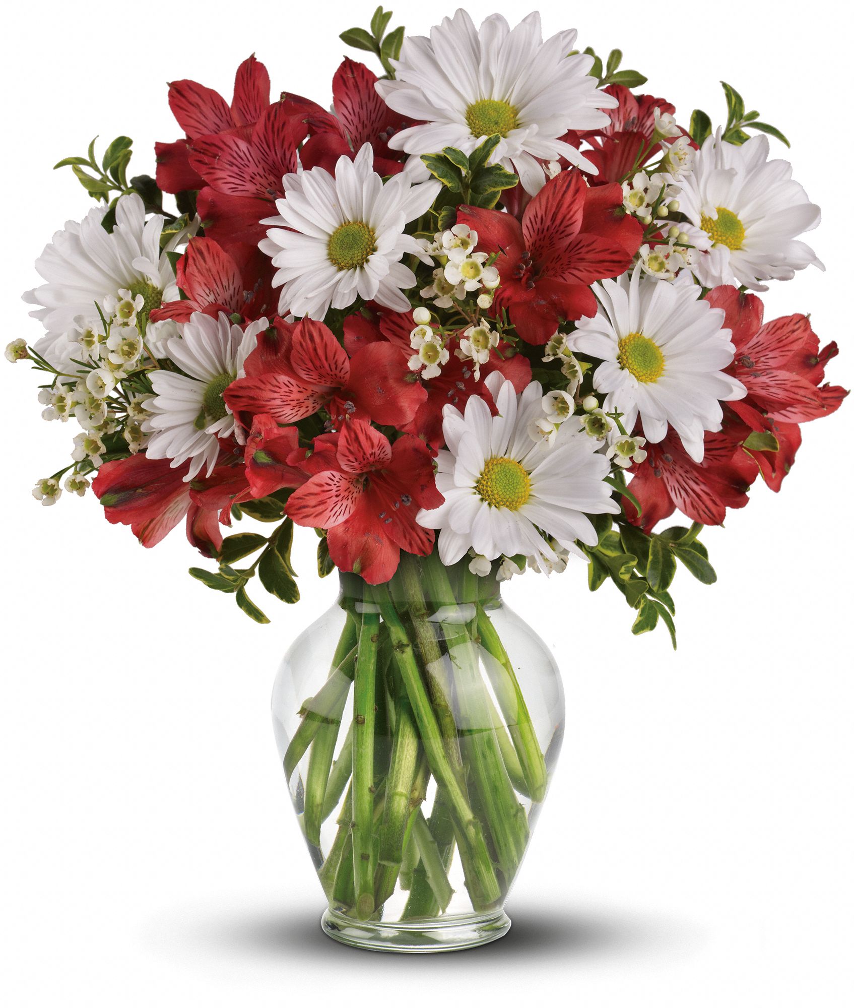 Dancing in Daisies Flowers