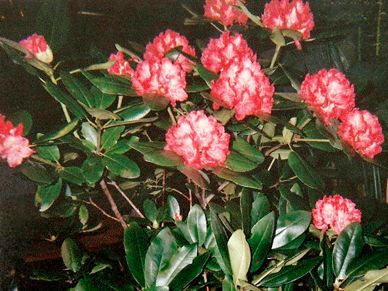 Tree peony