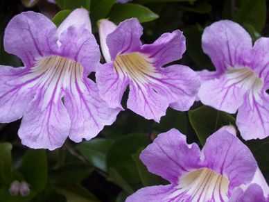 Trumpet Vine
