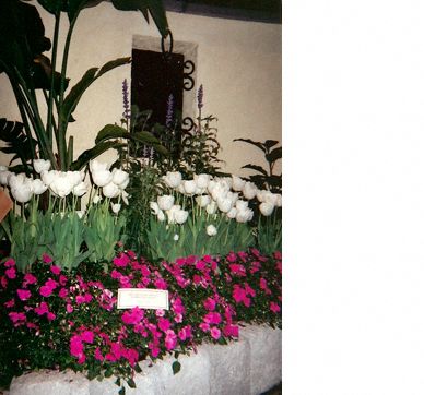 White tulips